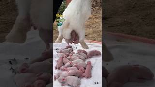 Rabbits giving birth 😋 खरगोश वाला वीडियो rabbit baby pets shorts [upl. by Nay64]