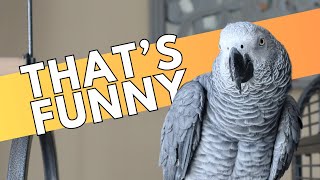 Our African Grey Reacts to Bird Jokes [upl. by Ahsaenat]