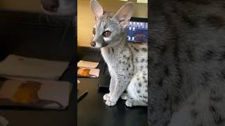 Genet shorts animals pets [upl. by Neimad]