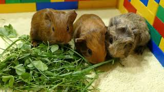 1 week old guinea pigs [upl. by Akinuahs]