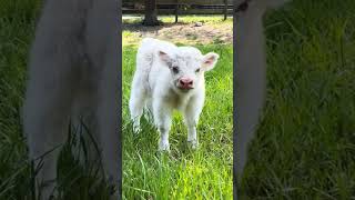 Cute baby Cow 🐮❤️YourGallery reelsviralシ shortsreels shortsviral reelschallenge babycow cow [upl. by Cherice469]