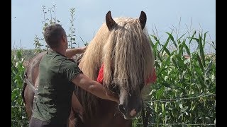 Armasarul lui Romica de la Sannicoara Cluj  2018 Nou [upl. by Circosta]