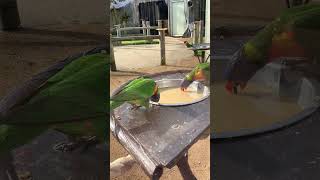 Rainbow Lorikeet Parrots drinking TONGUE ACTION👅 Cute animal video animal shorts Drusillas Park [upl. by Oniger]