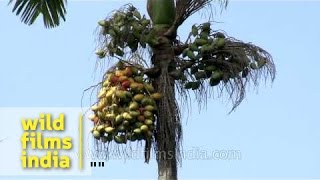 Areca nuts Betel nut ready for harvest  Kerala [upl. by Poole]