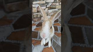 You are my honey bunny 🐰 sweetie pie song shortstrendingpetsviralvideoyoutubeshorts [upl. by Eenattirb]