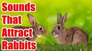 Sounds That Attract Rabbit [upl. by Ruddy]