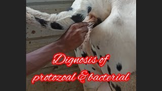 treatment of protozoal ampbacterial in cow treatment of trypanosoma treatment of Anaplasmosi [upl. by Annahvas]