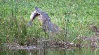 alligator eating big fish [upl. by Gerhan]