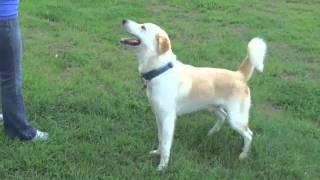 ZeusGolden RetrieverLabrador Mix [upl. by Learrsi]