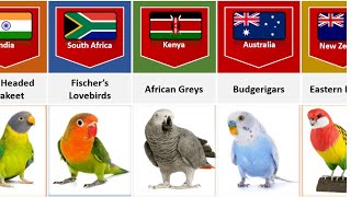 Parrot Breeds From Different Countries [upl. by Eidnar828]