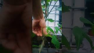 Prune old leaves to create ventilation for eggplant plants gardenning plants garden [upl. by Eerot]