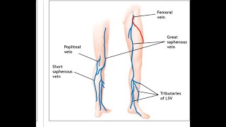 GREAT SAPHENOUS OR LONG SAPHENOUS VEINANATOMY IN TAMIL WITH NOTES [upl. by Ahsieuqal]