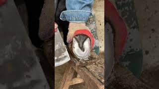 Great hoof trimming video extremely comfortable丨ASMR丨Donkey hoof cutting sound [upl. by Emmalynne946]