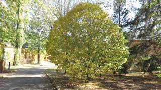 Carpinus betulus Columnaris habr obecný [upl. by Niddala]