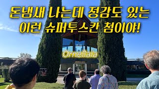 이탈리아 와인 성지 볼게리 오르넬라이아 와이너리 투어⭐️ Ornellaia Winery Tour in Bolgheri Super Tuscan Wine tuscanywine [upl. by Ylac]