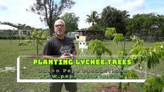 How to Plant Lychee  Planting a Litchi  Litchi Tree  Lychee Farm in Florida [upl. by Kreiner]