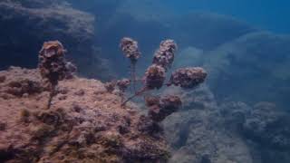 Snorkeling off the public Beach Pereybere Mauritius [upl. by Ignacius]