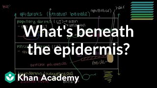 What lies beneath the epidermis Dermis and Hypodermis  NCLEXRN  Khan Academy [upl. by Amat858]