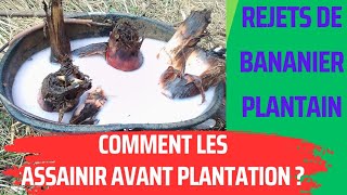 comment protéger les rejets de bananier plantain avant le planting pralinage [upl. by Hufnagel]