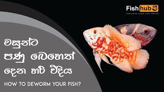 HOW TO Deworm Your FISH  Sinhala [upl. by Aihsal]