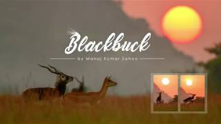 Blackbuck Mating by Manoj Sahoo [upl. by Poucher]