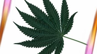 Cannabis  Wie gefährlich ist die Droge [upl. by Dreda]