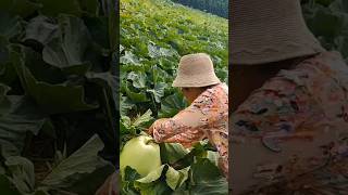 Interesting Bottle Gourd Shredding Tools vegetables garden [upl. by Atekihs66]