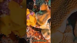 clownfrogfishantennariusmaculatusshortsscubavideographyhighlightsmoalboalcebu🇵🇭 [upl. by Bob920]