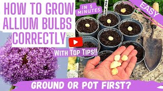 MAKE YOUR GARDEN POP How to Easily Plant ALLIUM BULBS for a STRIKING amp COLORFUL DISPLAY Beginners [upl. by Lebasiram]