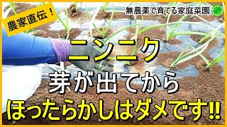 【にんにく栽培】芽が出て大きくなったらやるべきこと【有機農家直伝！無農薬で育てる家庭菜園】 24115 [upl. by Zitah]