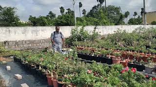 Fungicides for Adenium hyderabadadeniums 9014408675 [upl. by Ynnob987]