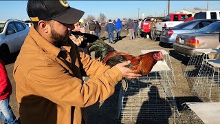 Comprando Gallos Finos En El Remate Cuanto Cuesta Un Gallo De pela aquí [upl. by Tigges]