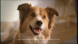 Le premier Spot TV pour vous et votre chien  PURINA BENEFUL [upl. by Hanimay602]