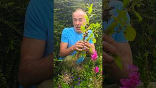 Sow Thistle sonchus foraging herbs gardening permaculture nativeplants ideas motivation [upl. by Wolff]