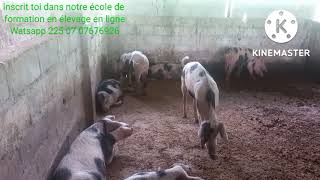 élevage de porc en Côte dIvoire investir dans lélevage agence et formation vous conseil fortement [upl. by Artinahs260]