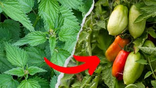 These WEEDS Are NATURAL Tomato Fertilizer And Its EASY [upl. by Nenerb]