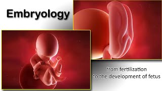 Embryology animation fertilization to development of the nervous system everything in one place [upl. by Nirtak609]