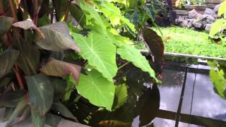 Outdoor Tropical Plants Part 1 [upl. by Viv]