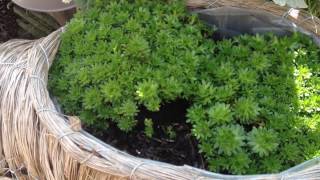 Propagating Alpine Saxifrage [upl. by Aronson310]