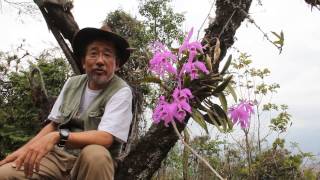 Degawa San At the Cattleya maxima Habitat Ecuagnera Tours MVI [upl. by Yelad]