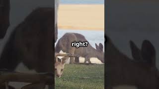 Mind Blowing Facts Kangaroo shorts animals funfacts informative [upl. by Hare170]