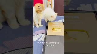 Billu ka golden play button👌🏻 catcomedy comedy billucat sajidcat cat catworld catlaughs [upl. by Nirrep]