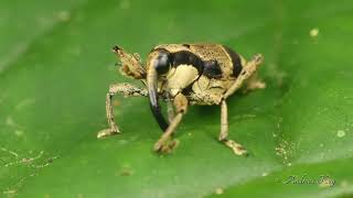 Cute Weevil from Ecuador grooming itself [upl. by Almire]