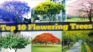 Top 10 Flowering Trees  Flowering Trees for Garden  topmost popular flowering trees  Flower trees [upl. by Leno]