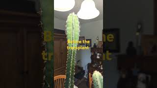 Repotting some cacti plants indoorplants garden plantlover cacti cactus [upl. by Siver]