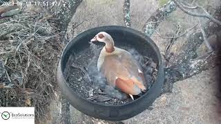 Gęsi u puchaczy  siedem jajek Verreaux’s Eagle Owl Nest  Afryka  18 09 2023 [upl. by Jacki]