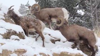 Yellowstone National Park bighorn sheep December 14th 2015 [upl. by Anoj490]