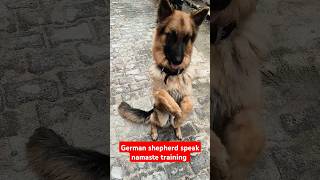 German shepherd speak namaste training session 247 shorts [upl. by Assirac]