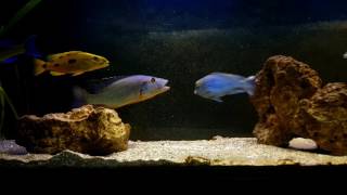 Tyranochromis macrostoma agresivo [upl. by Latsryc462]