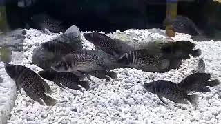 black calvus Cichlid [upl. by Modern]